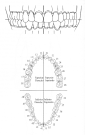 dibujo dentadura